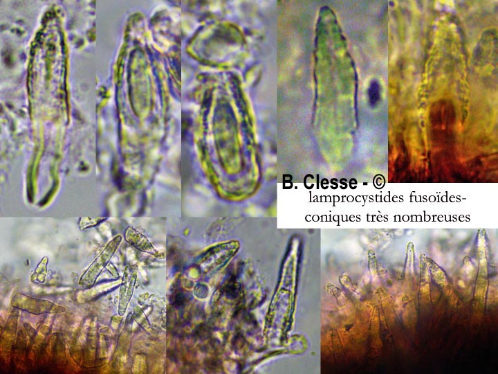 Peniophora cinerea