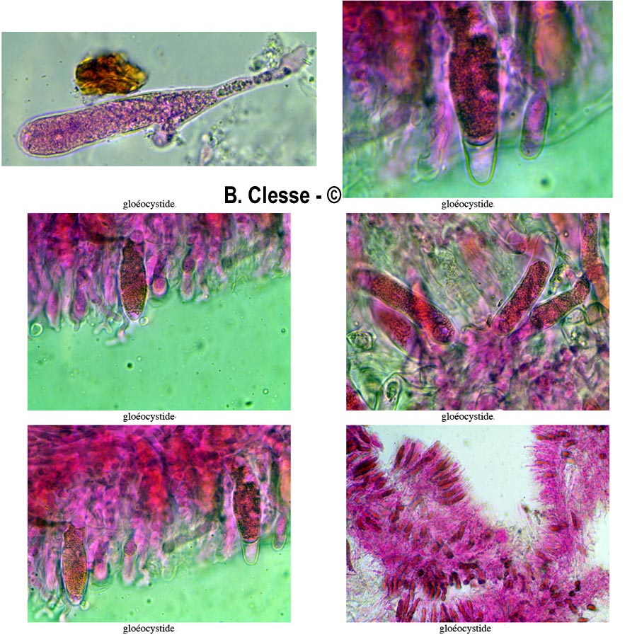 Peniophora laeta
