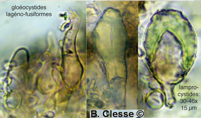 Peniophora lycii