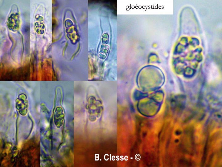 Peniophora lycii