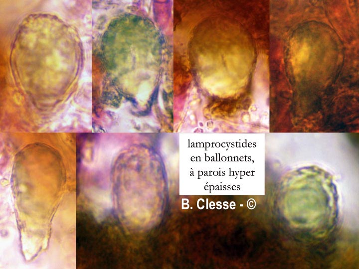 Peniophora lycii