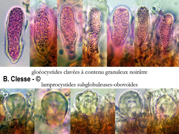 Peniophora lycii