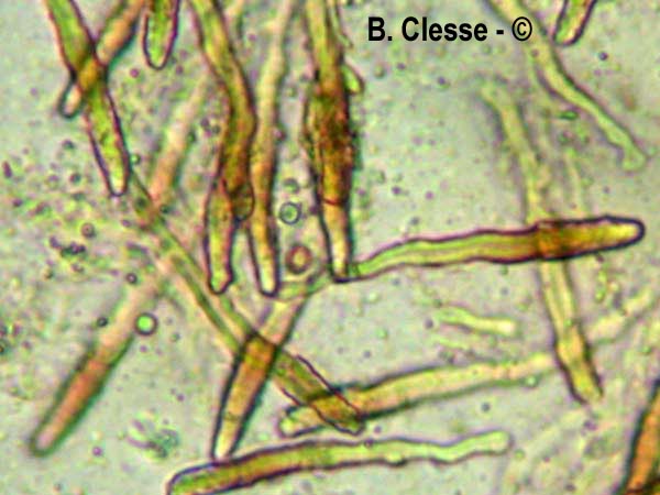 Peniophora piceae