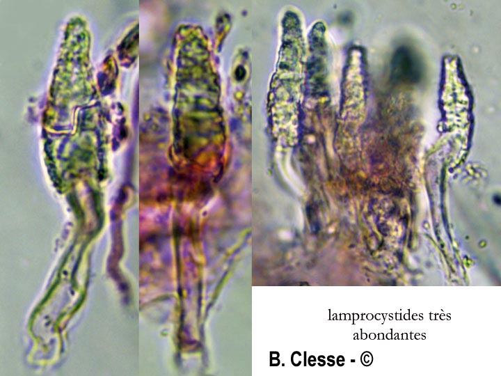 Peniophora proxima