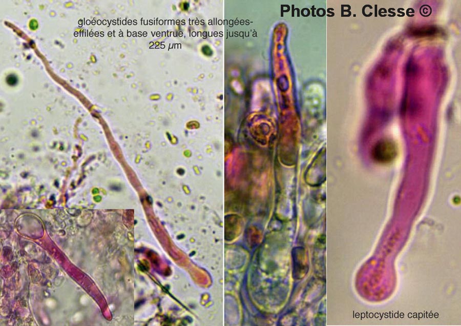 Peniophorella praetermissa (Hyphoderma praetermissum)