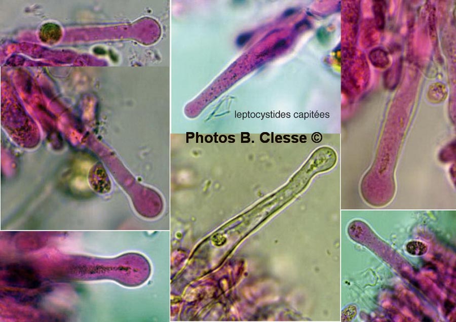 Peniophorella praetermissa (Hyphoderma praetermissum)