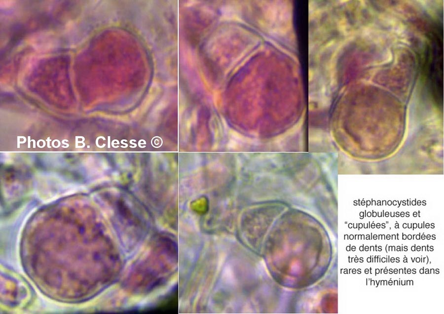 Peniophorella praetermissa (Hyphoderma praetermissum)