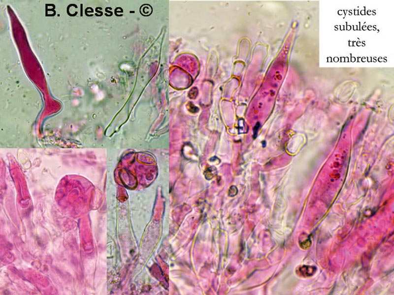 Peniophorella praetermissa (Hyphoderma praetermissum)