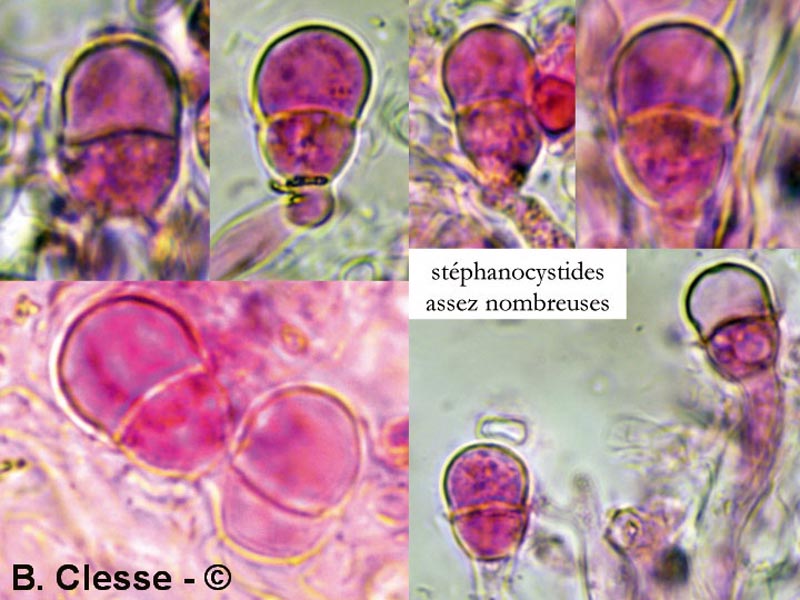 Peniophorella praetermissa (Hyphoderma praetermissum)