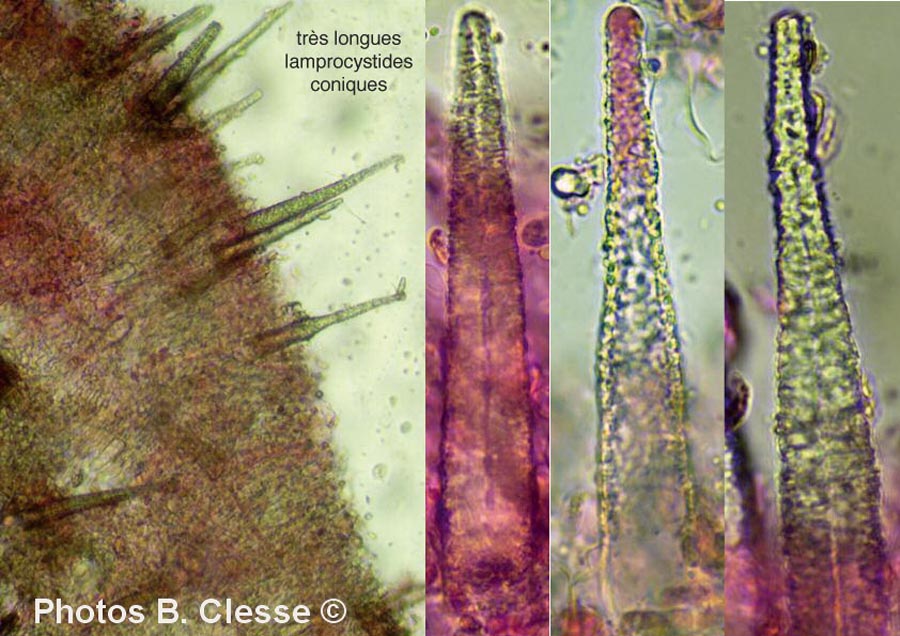 Peniophorella pubera