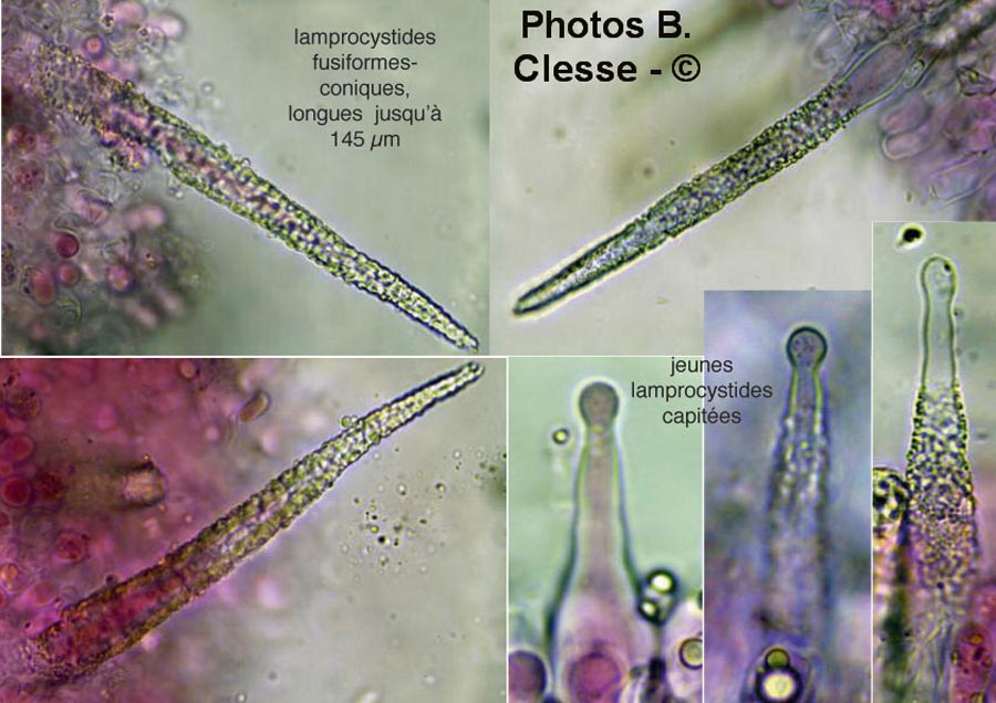 Peniophorella pubera