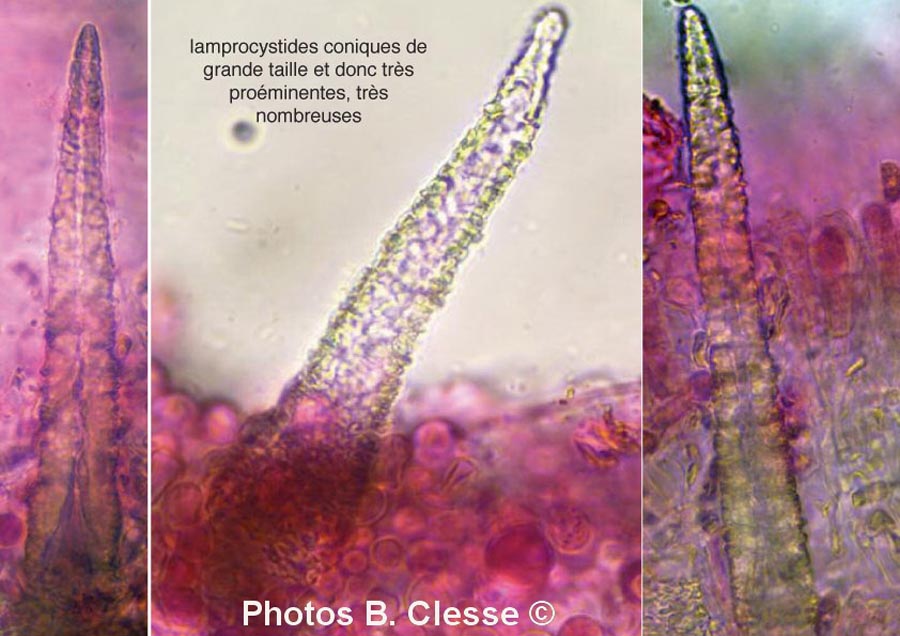 Peniophorella pubera