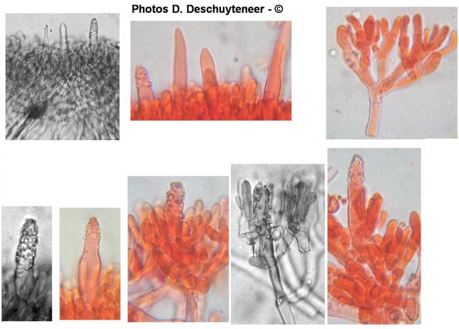 Phanerochaete sordida