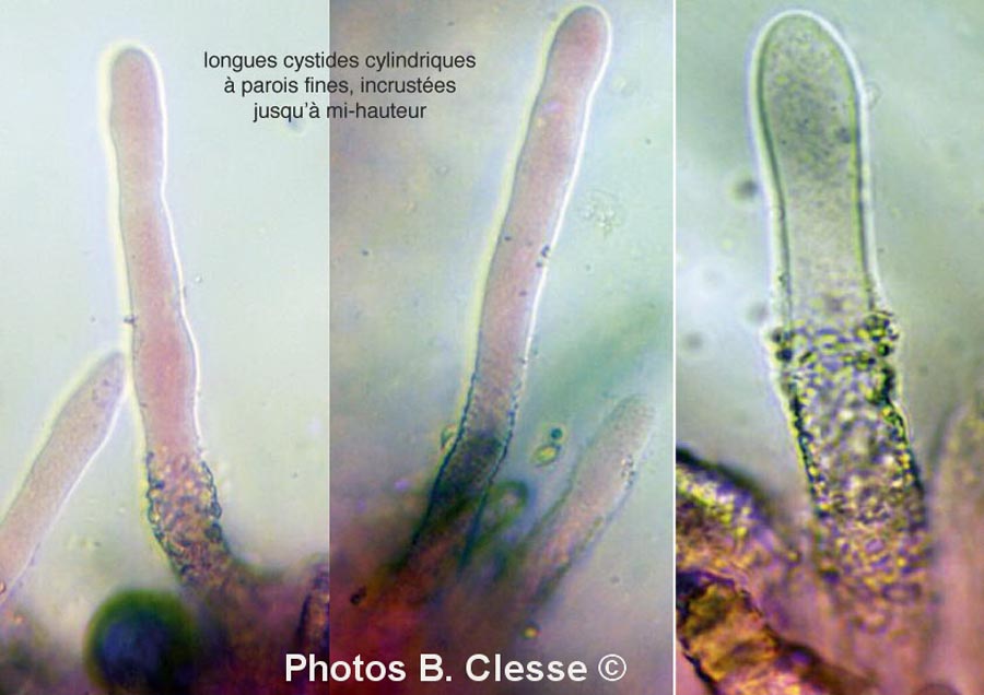 Phanerochaete velutina