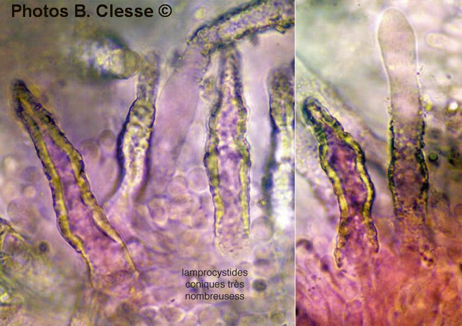 Phanerochaete velutina