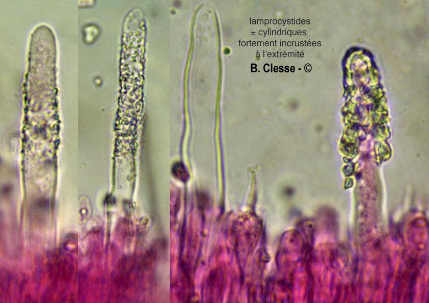 Phanerochaete velutina