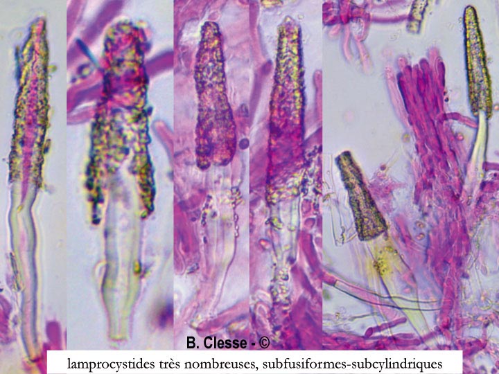 Phanerochaete velutina