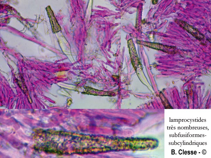 Phanerochaete velutina