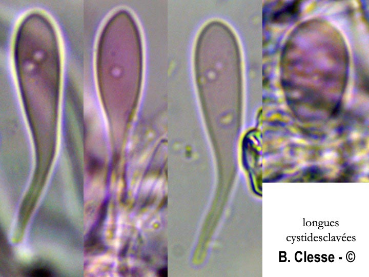 Phlebia rufa