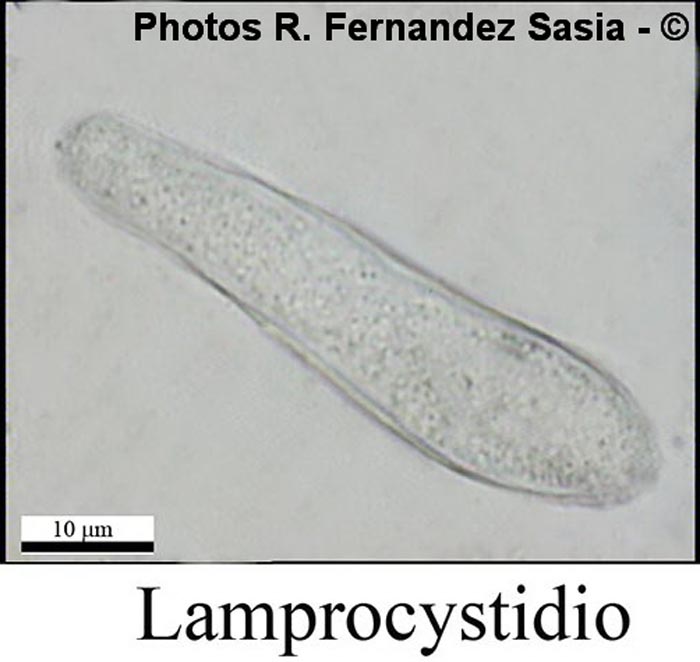 Phlebia rufa