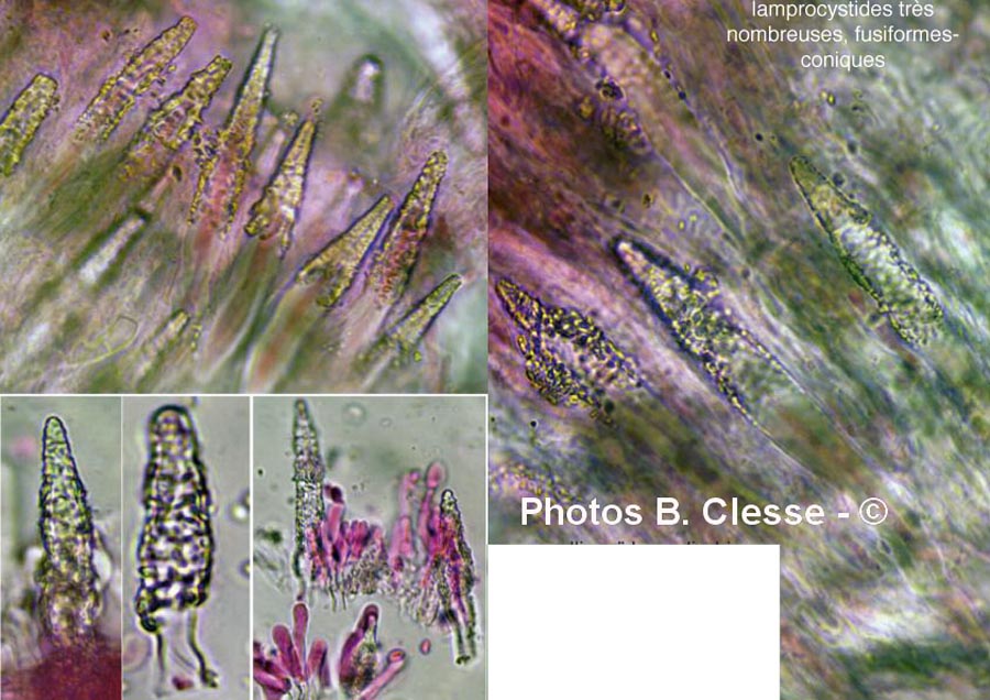 Phlebiopsis gigantea