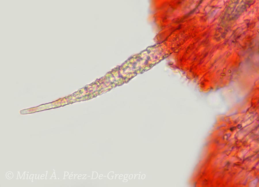 Phlebiopsis ravenelii