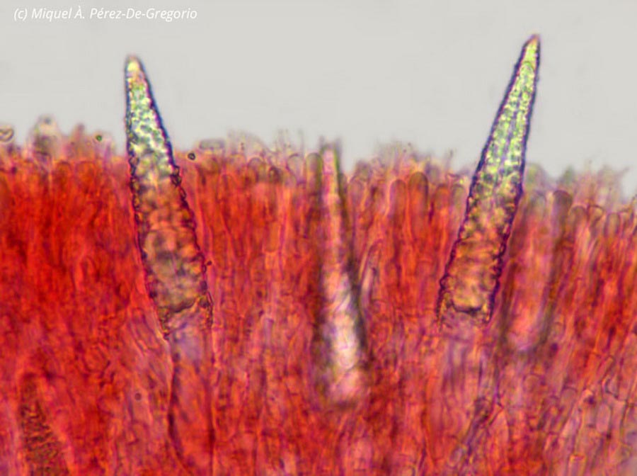 Phlebiopsis ravenelii