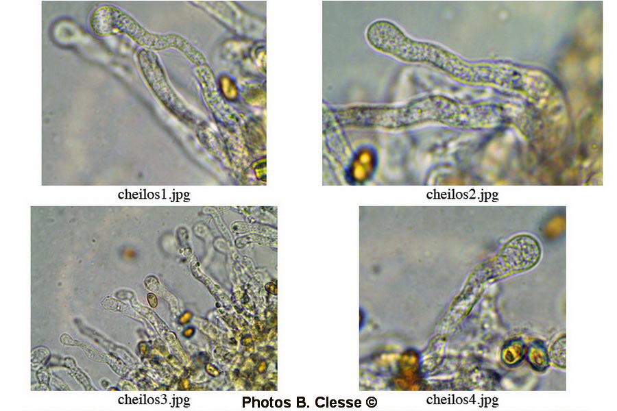 Pholiotina aporos