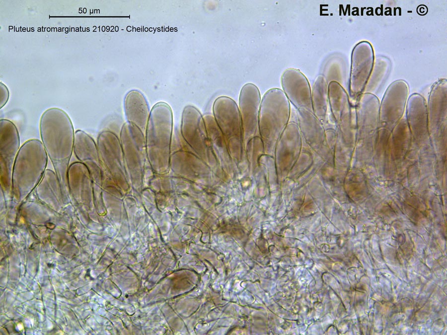 Pluteus atromarginatus