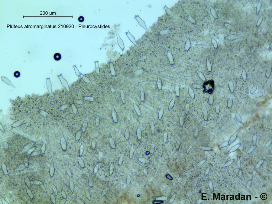 Pluteus atromarginatus