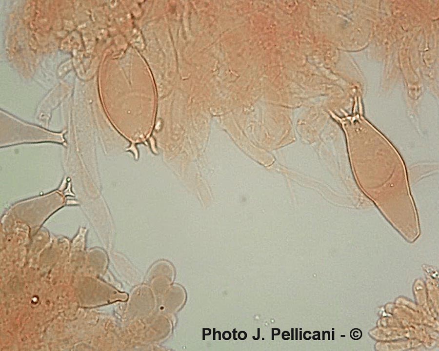 Pluteus atromarginatus