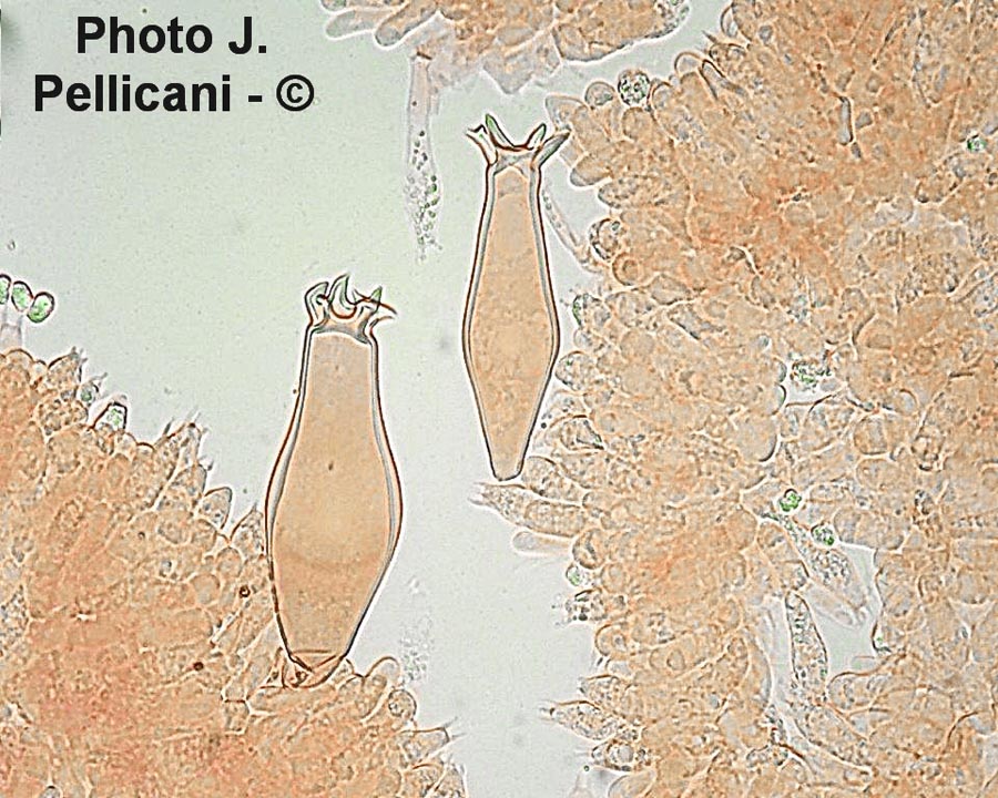 Pluteus atromarginatus