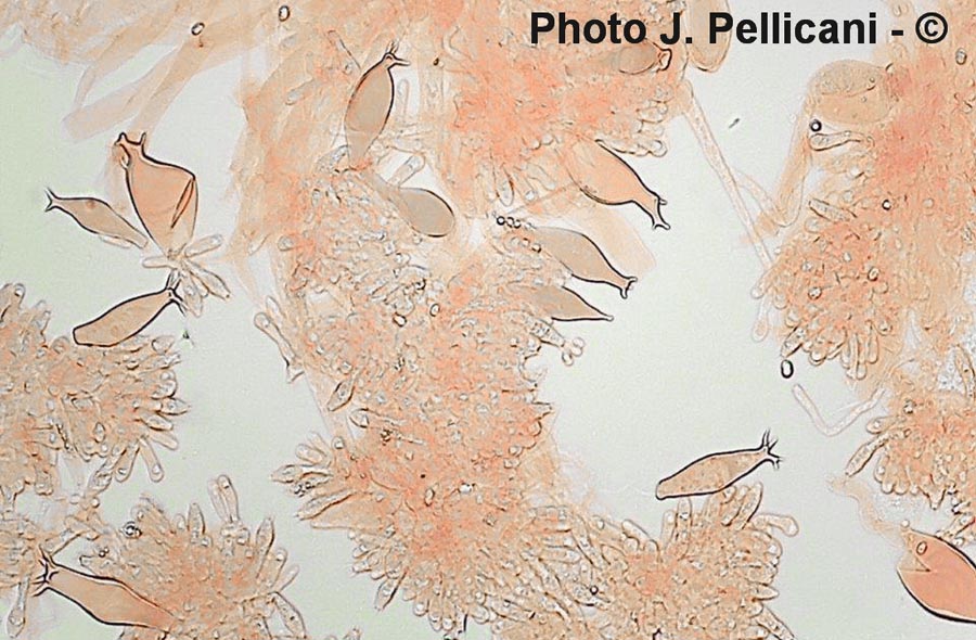 Pluteus atromarginatus