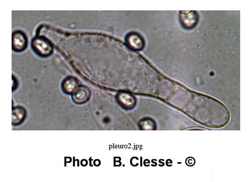 Pluteus cinereofuscus