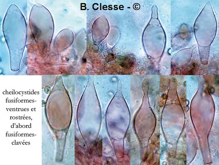 Pluteus ephebeus