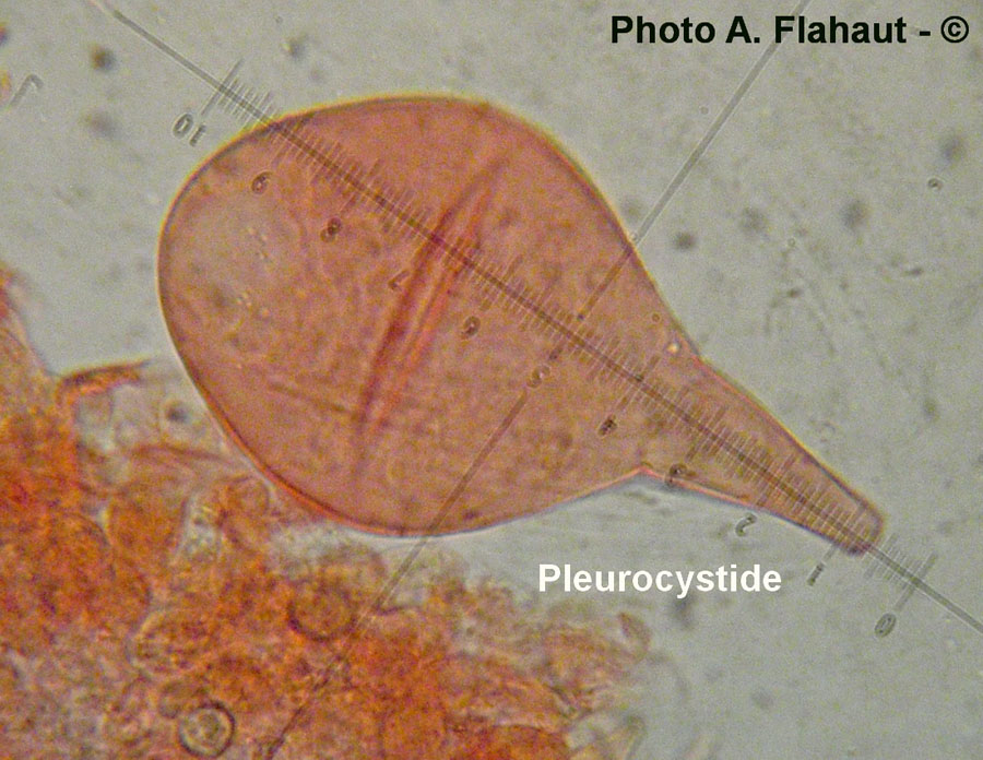 Pluteus fayodii