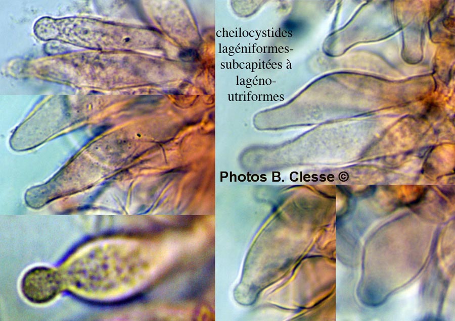 Pluteus hispidulus var. cephalocysti