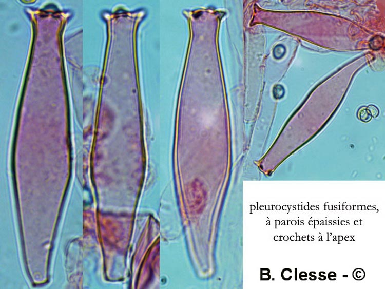 Pluteus pellitus