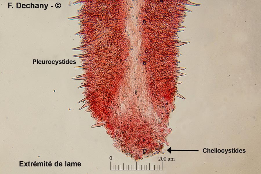 Pluteus pellitus