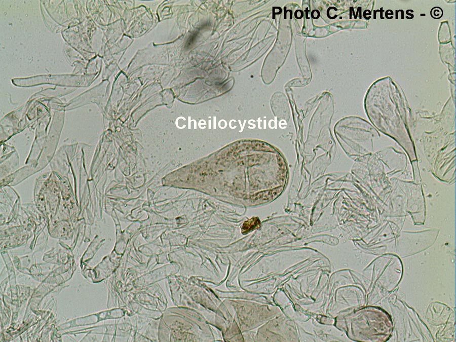 Pluteus poliocnemis