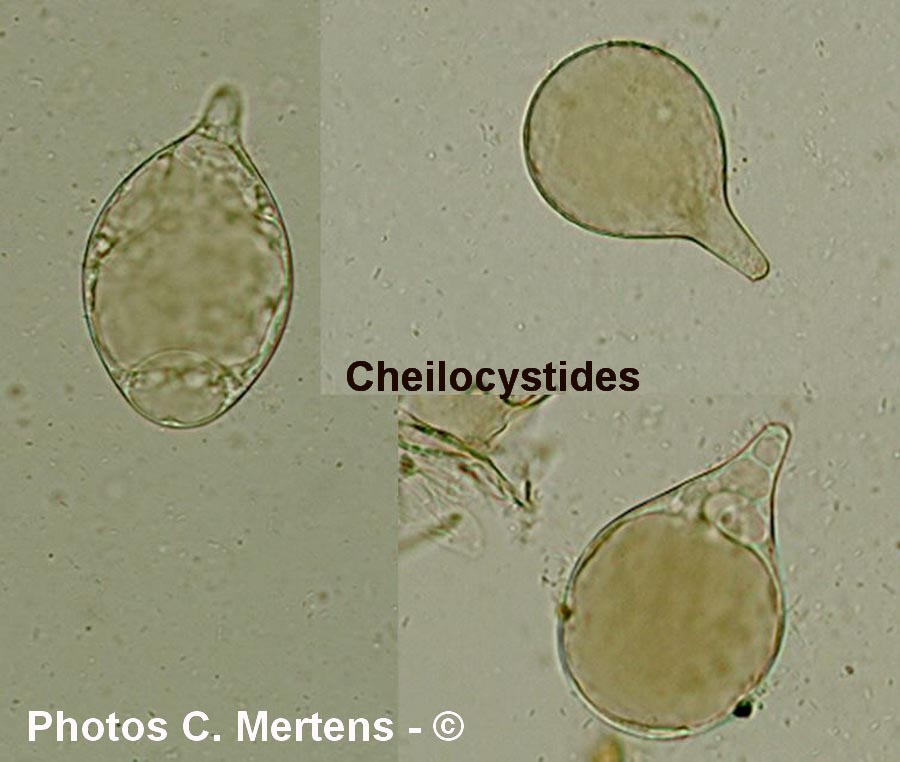 Pluteus poliocnemis