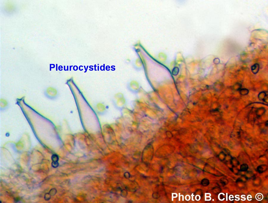 Pluteus pouzarianus