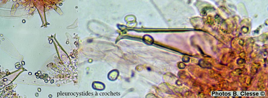 Pluteus pouzarianus