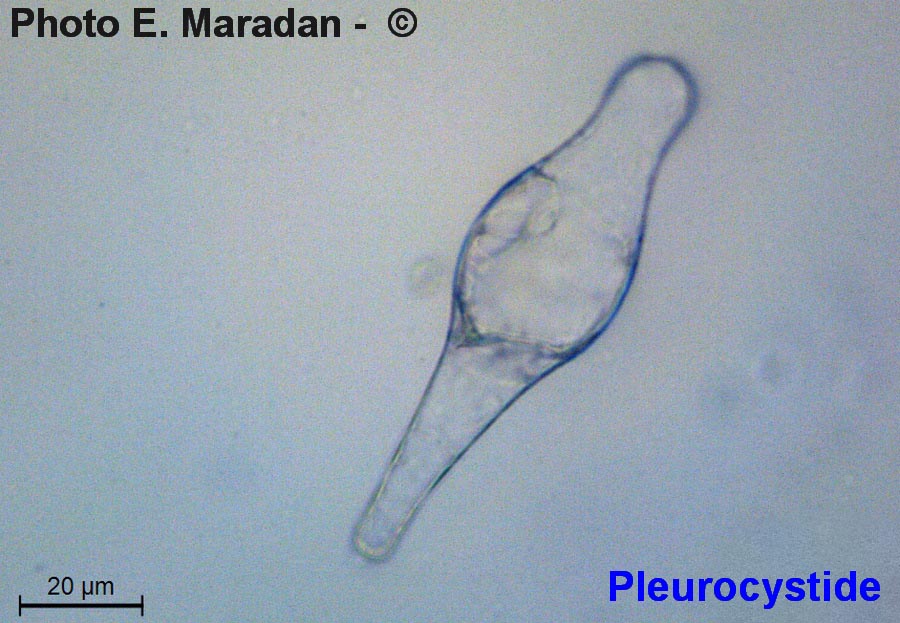 Pluteus roseipes