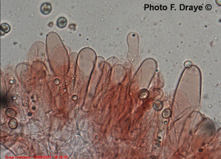 Pluteus thomsonii