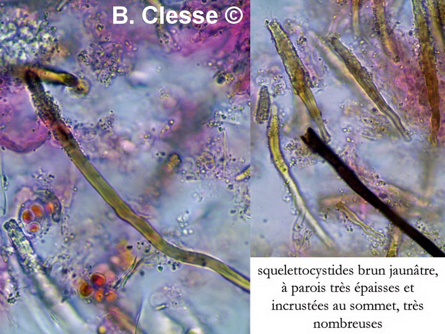 Porostereum spadiceum