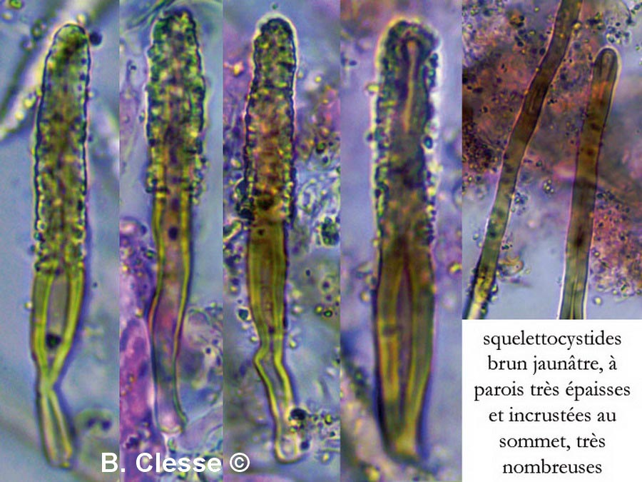 Porostereum spadiceum