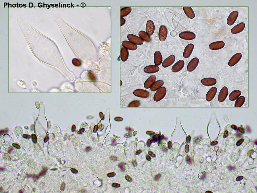 Psathyrella artemisiae