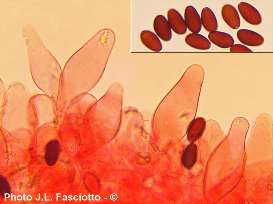 Psathyrella bipellis