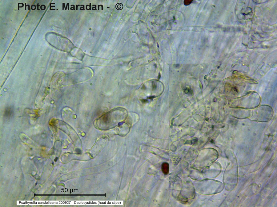 Psathyrella candolleana